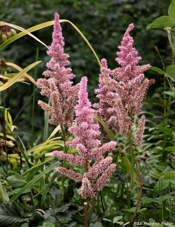 Astilbe