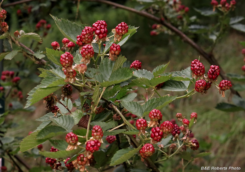 Blackberries