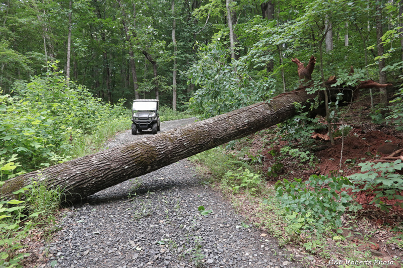 Fallen_tree