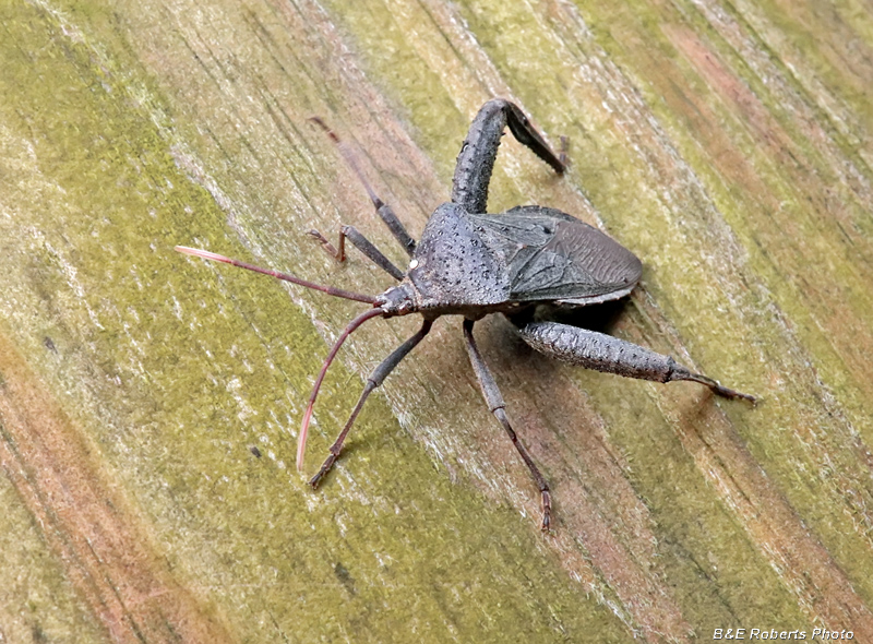 Florida_Leaf-footed_Bug