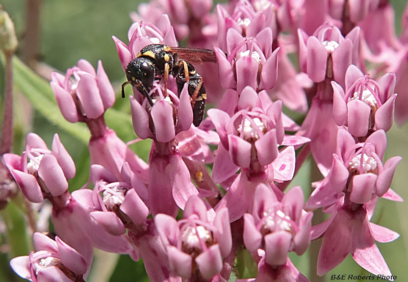 Swamp_Milkweed_pollinator