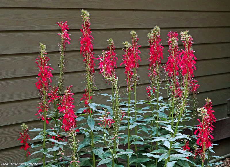 Cardinal_Flowers