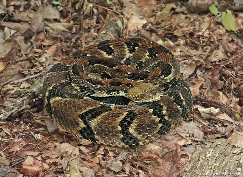 Timber_rattler