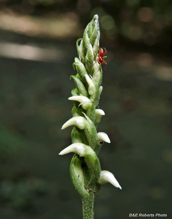 Spiranthes_ovalis