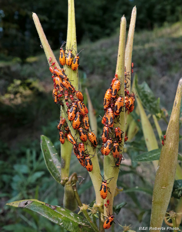 Large_Milkweed_bugs