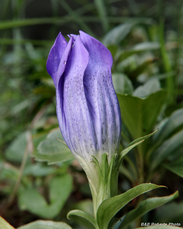 Gentiana