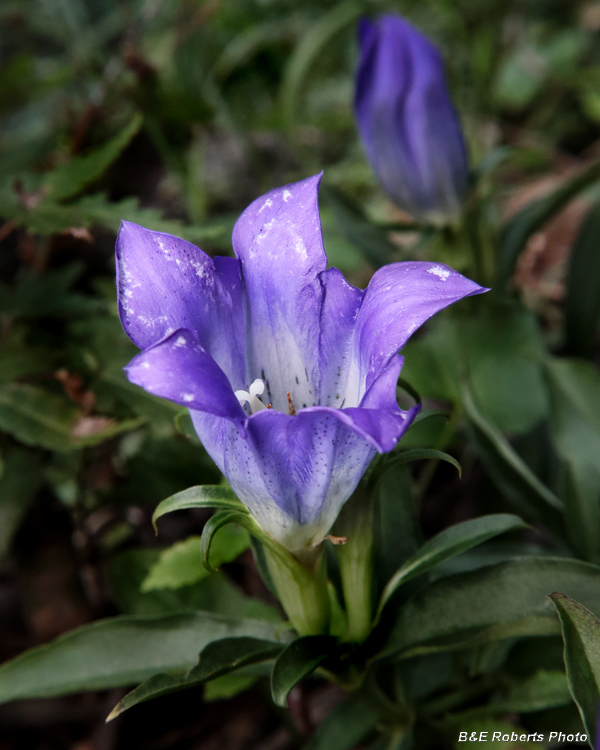 Gentiana