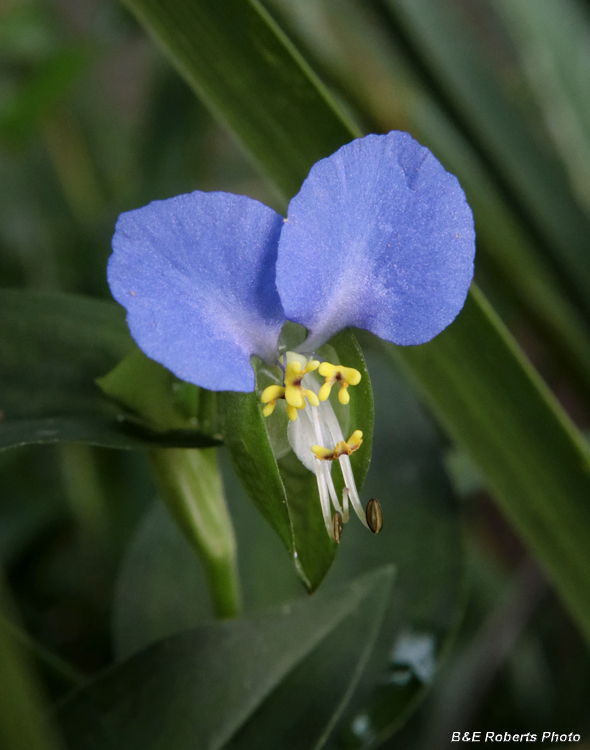 Dayflower