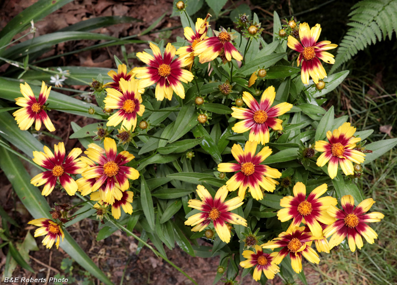 Coreopsis