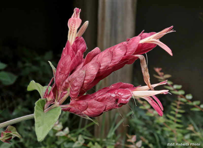 Shrimp_Plant