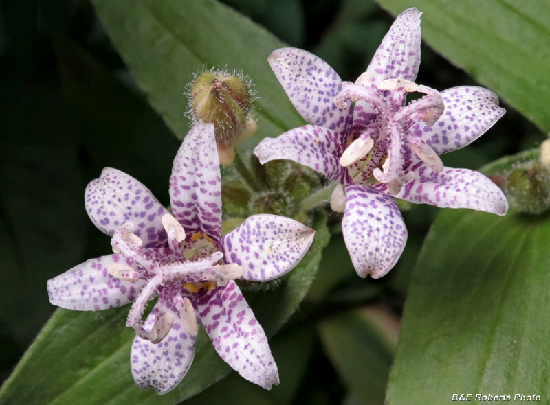 Toad_Lily