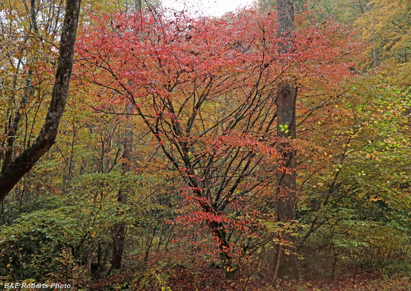 foliage