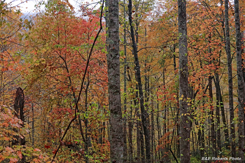 foliage