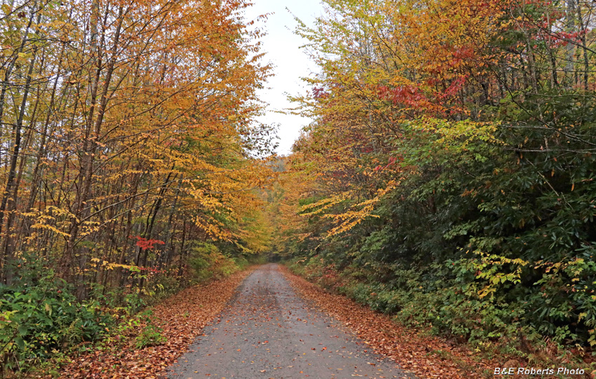 foliage