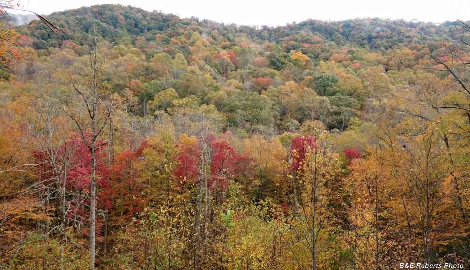 foliage