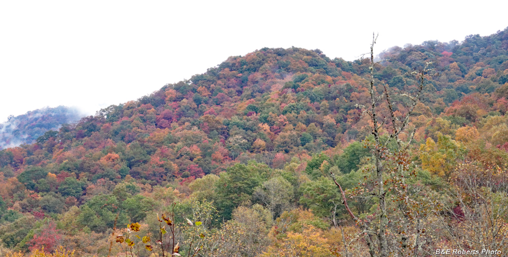 foliage