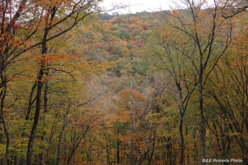 foliage