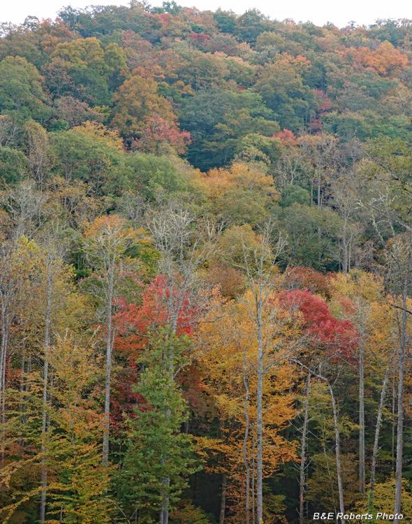 foliage