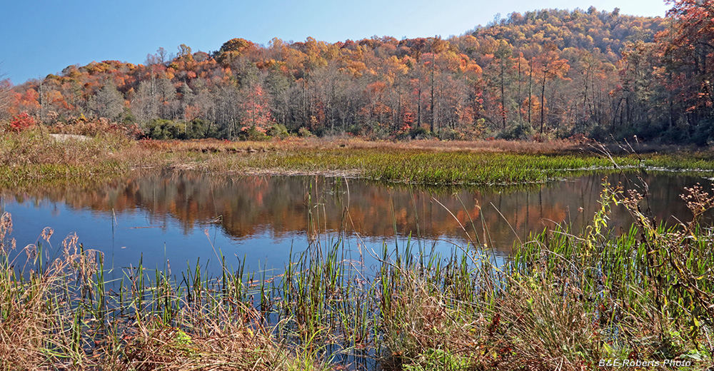 Buck_Creek_Bog