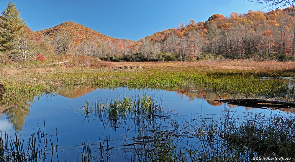 Buck_Creek_Bog