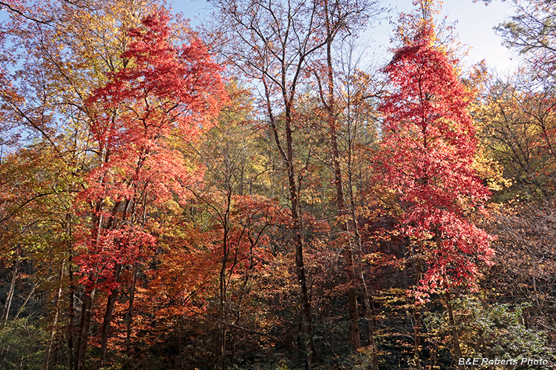 Red_Trees