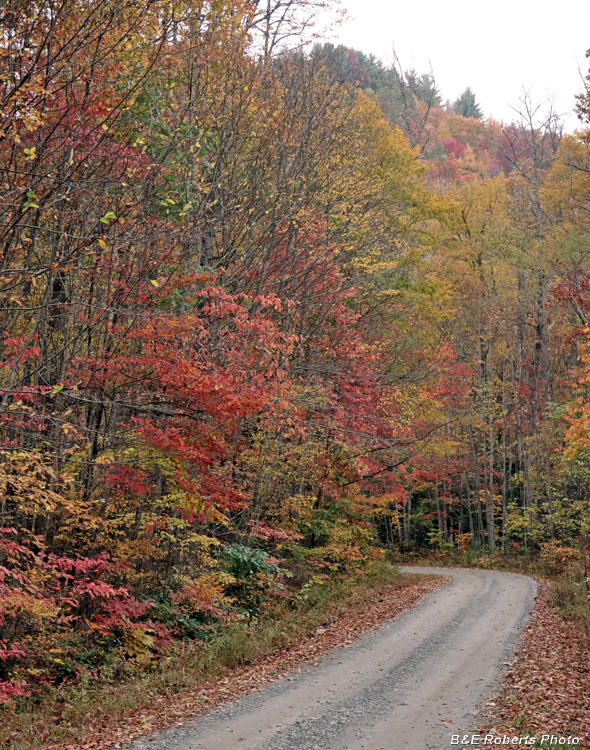 Foliage