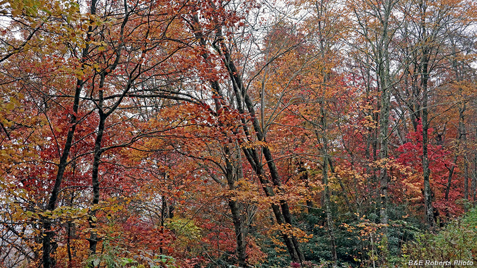 Foliage