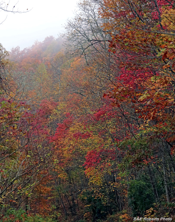 foliage