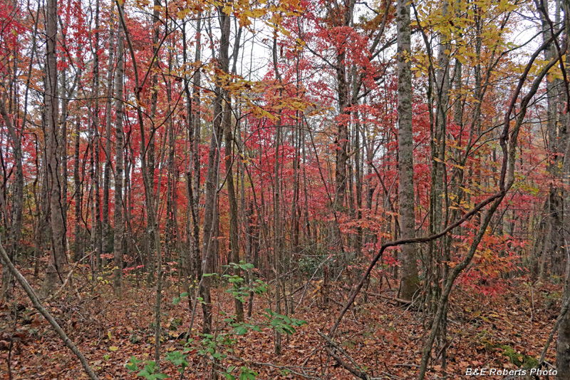 foliage