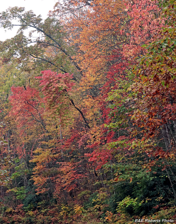 Foliage