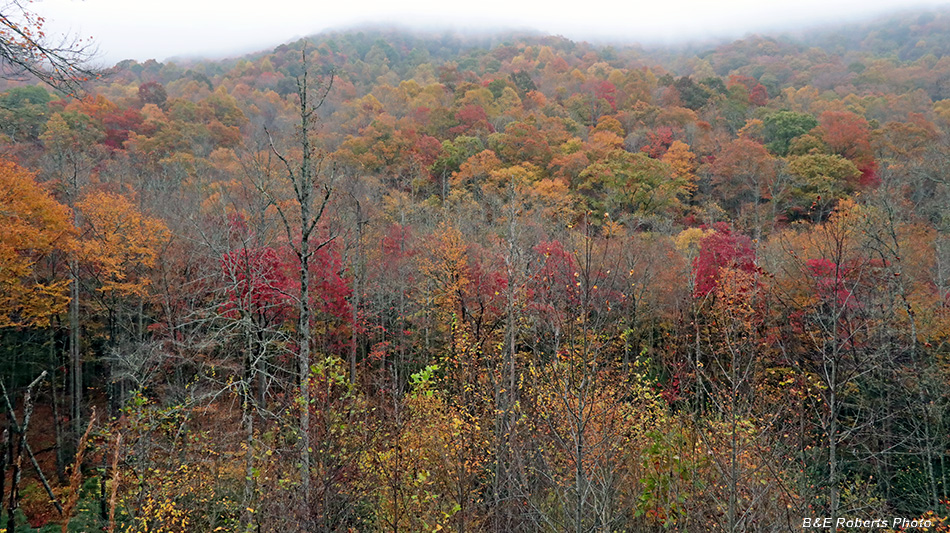 Foliage