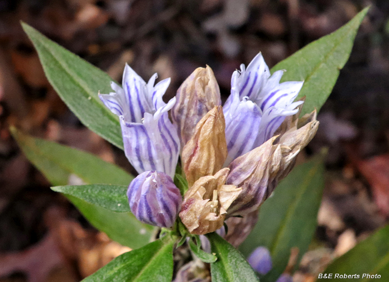 Gentiana