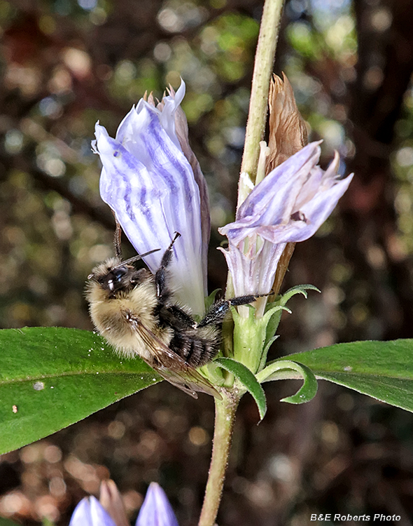 Gentian_bee