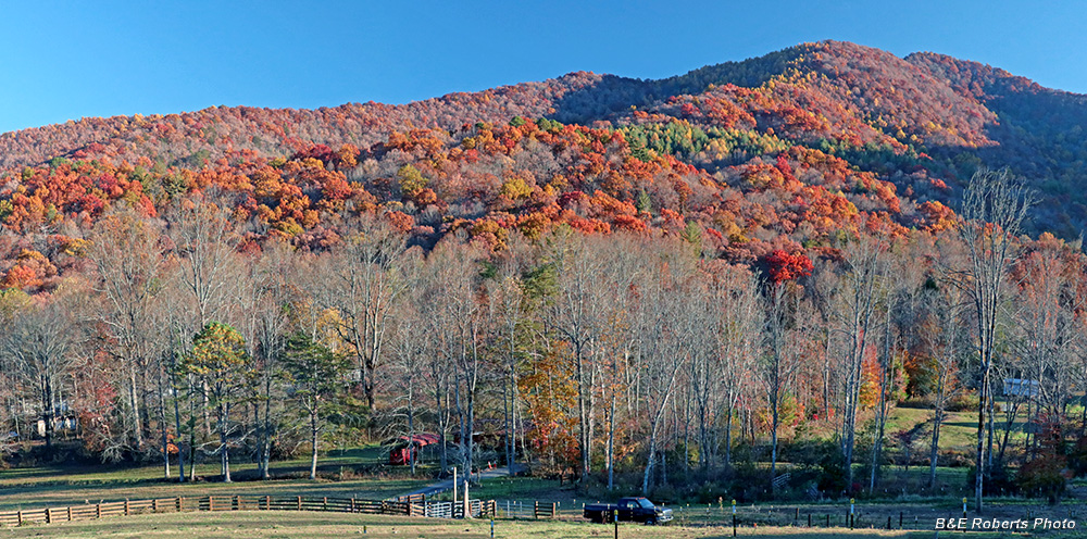 Road_foliage