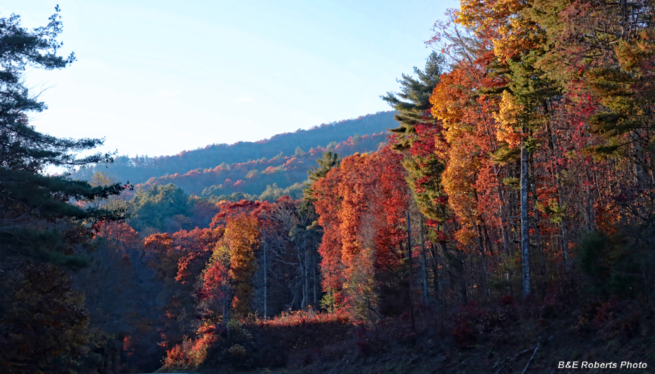 Road_foliage