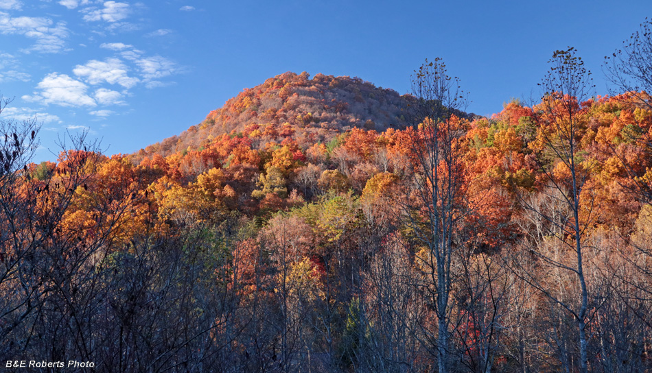 Road_foliage