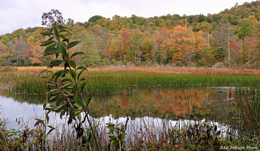 Buck_Creek_Bog