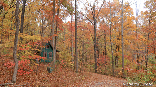 Cabin_foliage