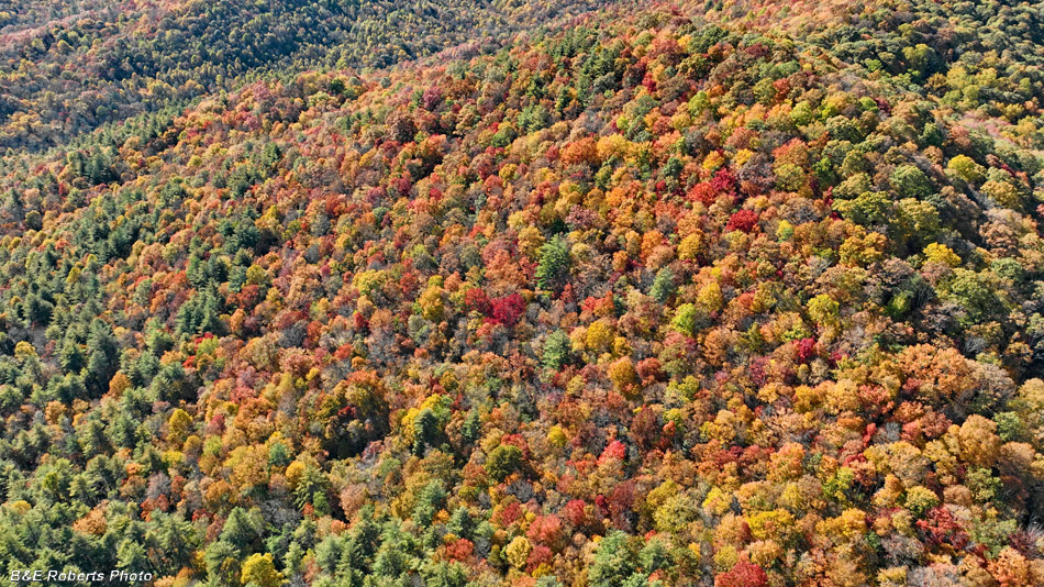 foliage