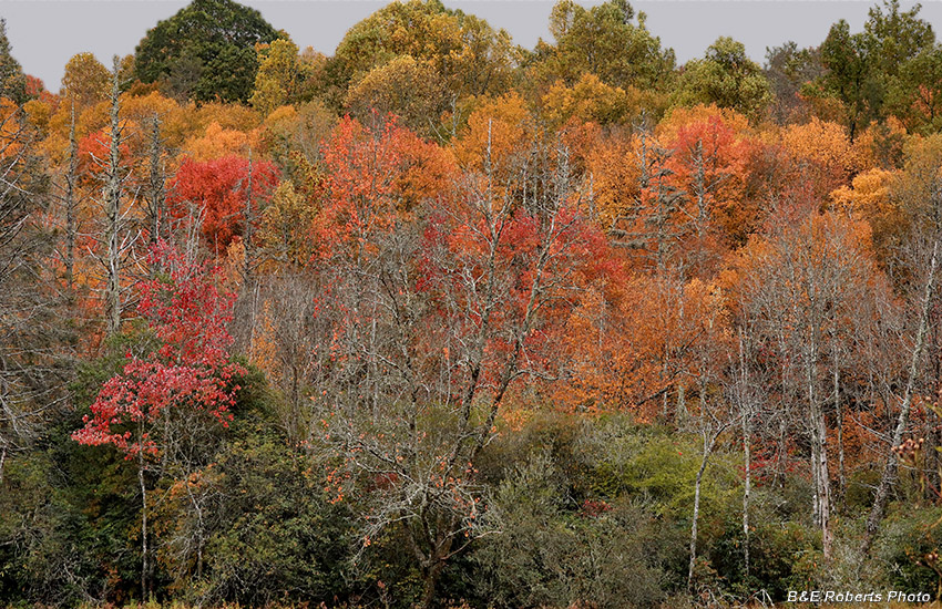 foliage