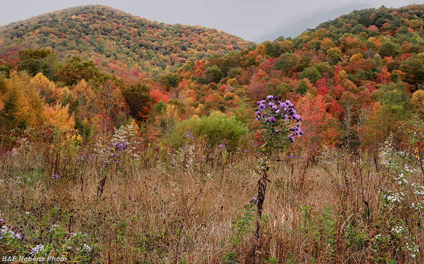 foliage