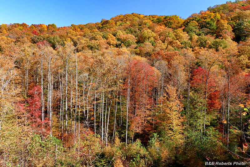 foliage