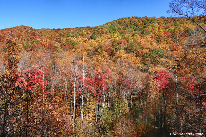 foliage