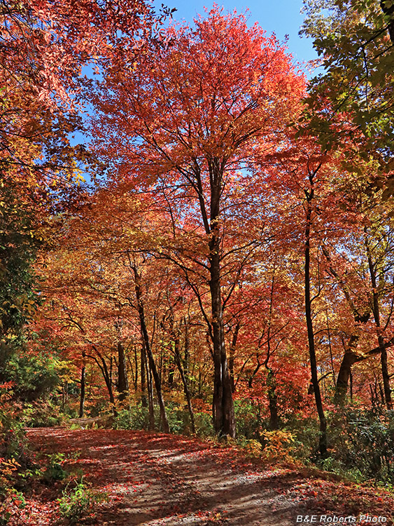 foliage