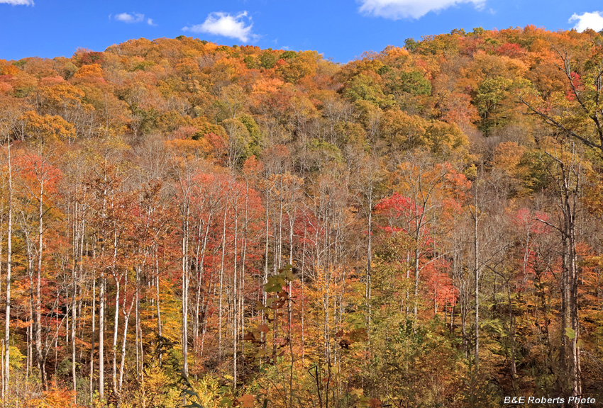 Ridge_view_from_Tuni_Gap_Rd