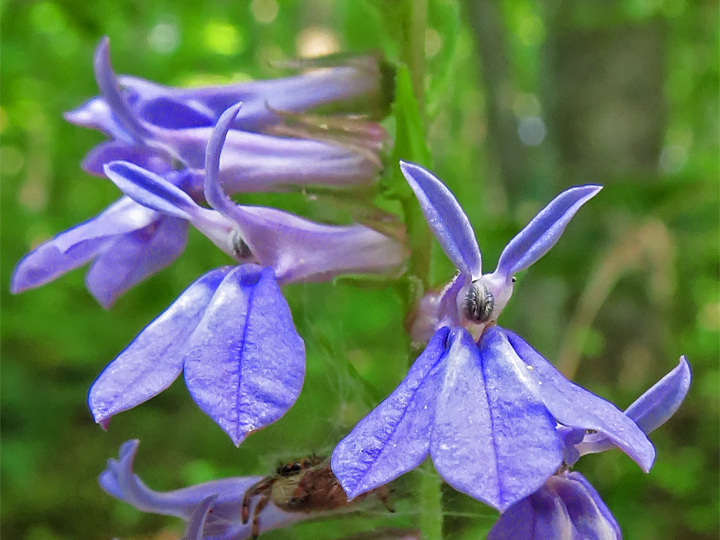 Lobelia