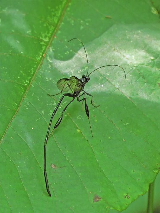 Pelecinid_Wasp