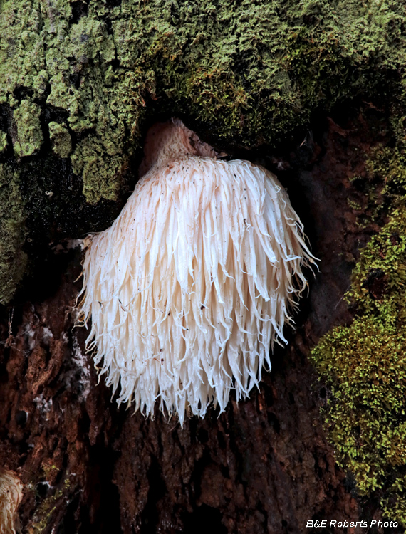 Lions_Mane_Fungi