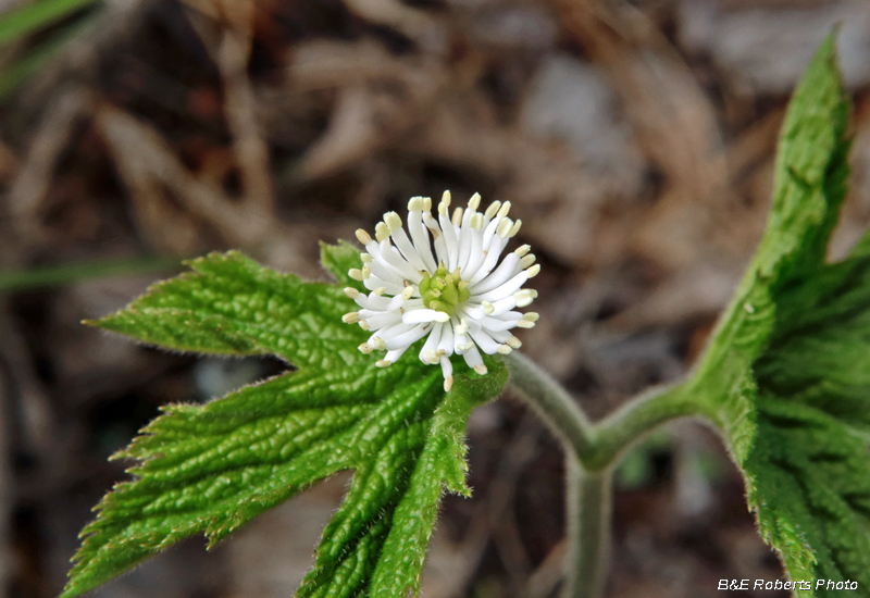 Goldenseal_flower