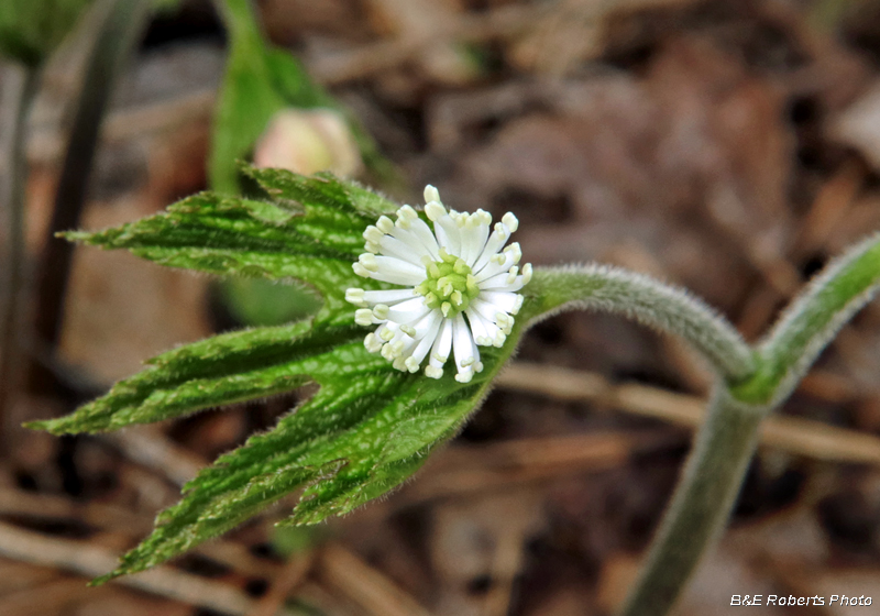 Goldenseal_flower